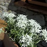 Matterhorn Boutique Hotel&apartments 4* Zermatt
