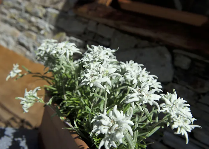 Matterhorn Boutique & 4* Церматт